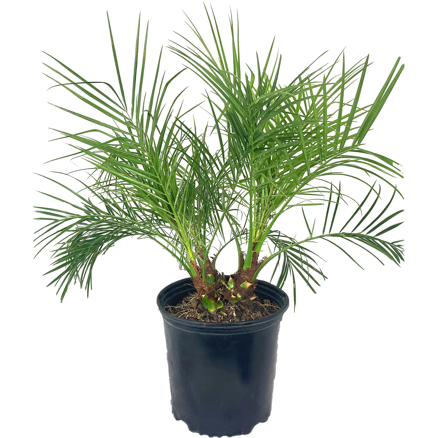 Phoeninx Roebelenii