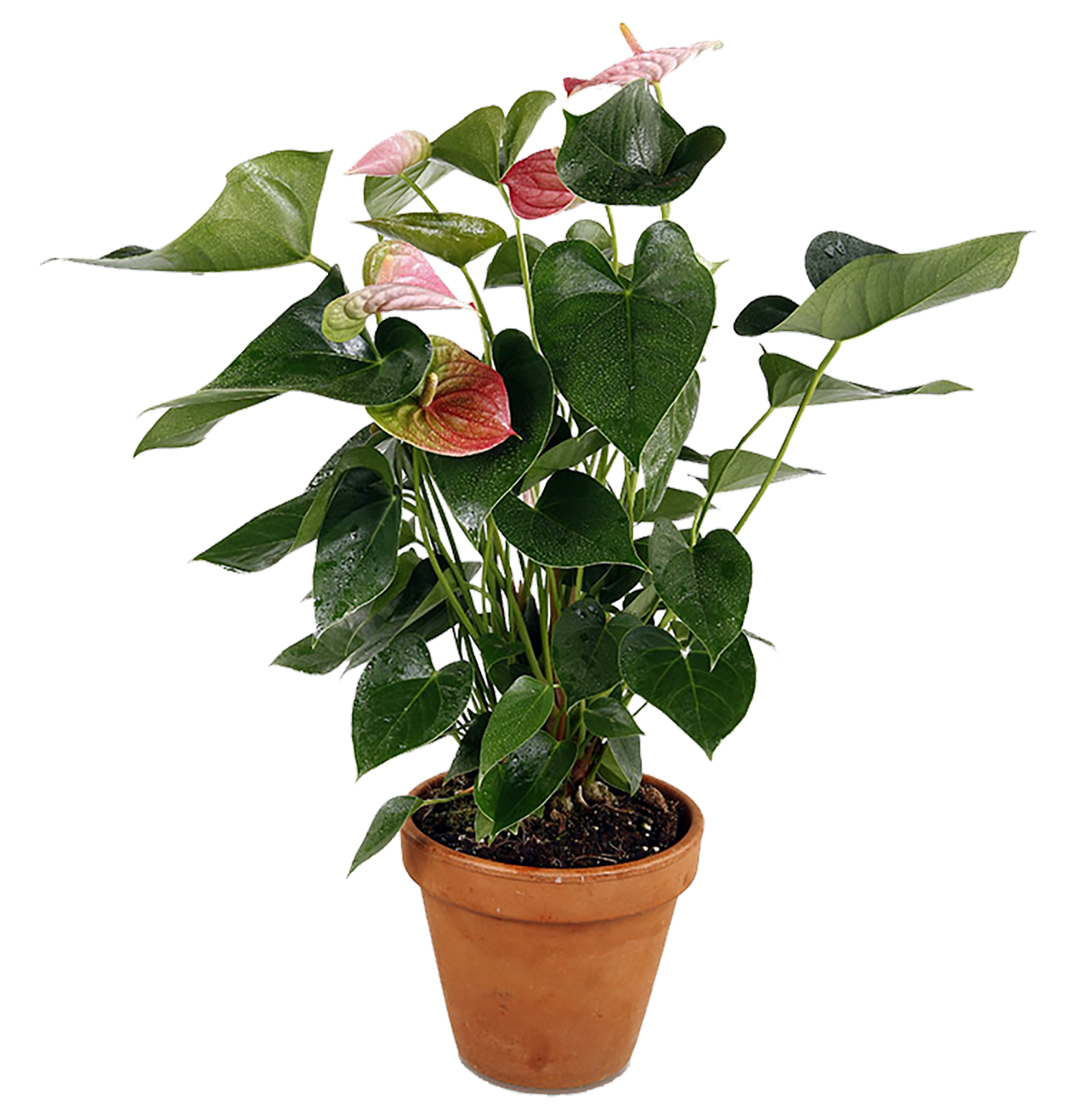 Anthurium