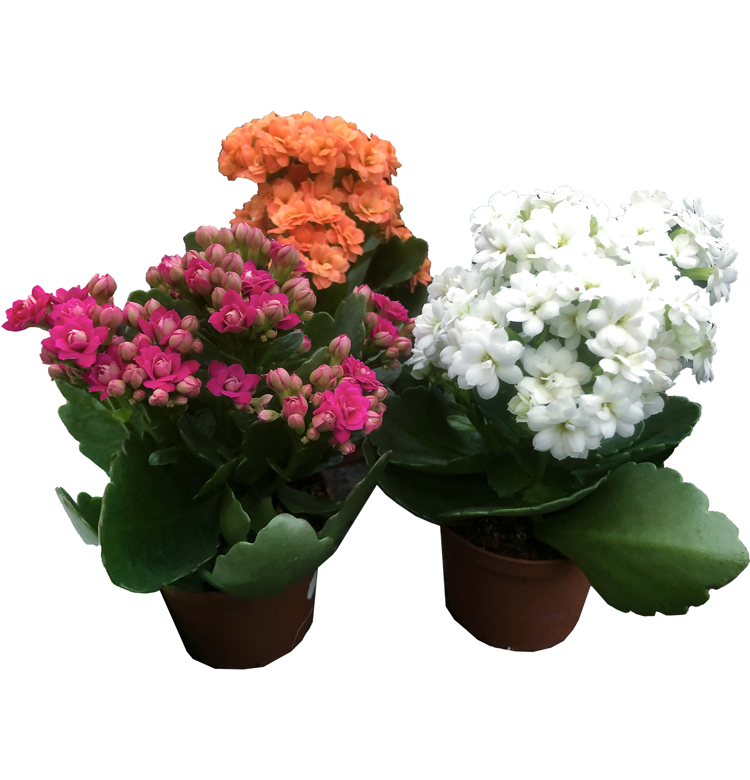 Kalanchoe