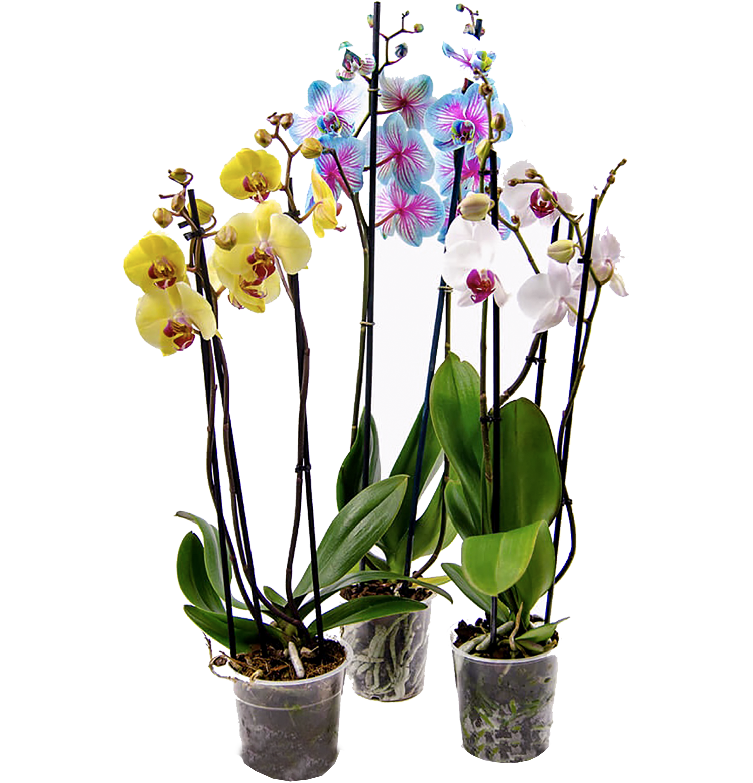 Phalaenopsis
