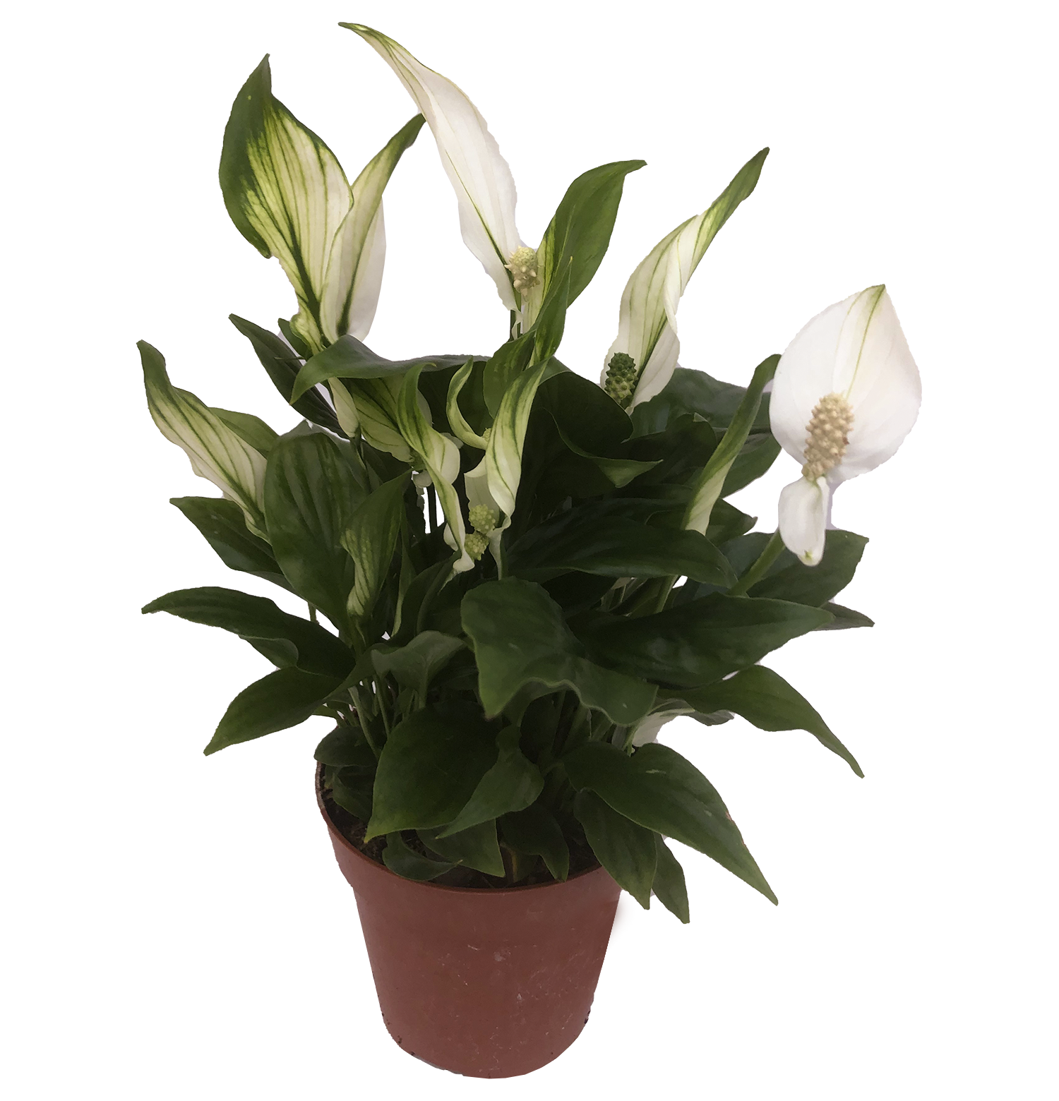 Spathiphyllum